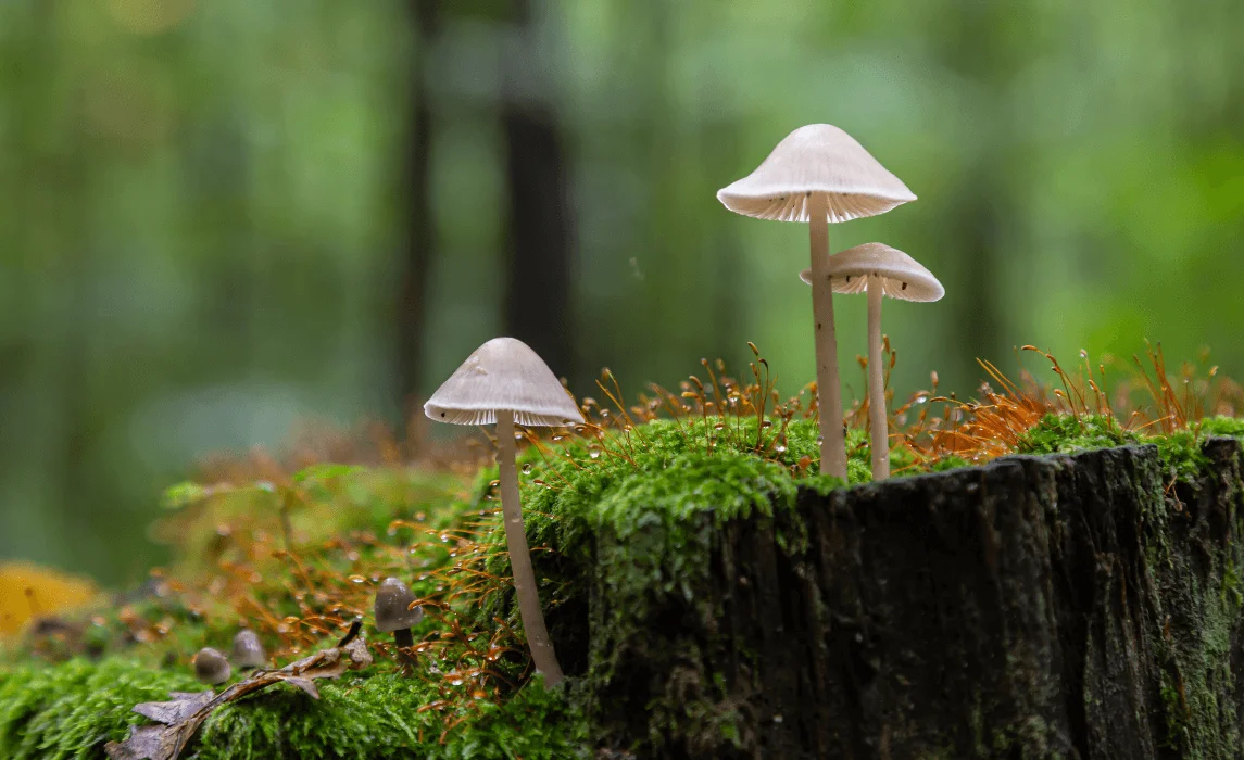 The Best Way to Grow Mushrooms at Home for Beginners