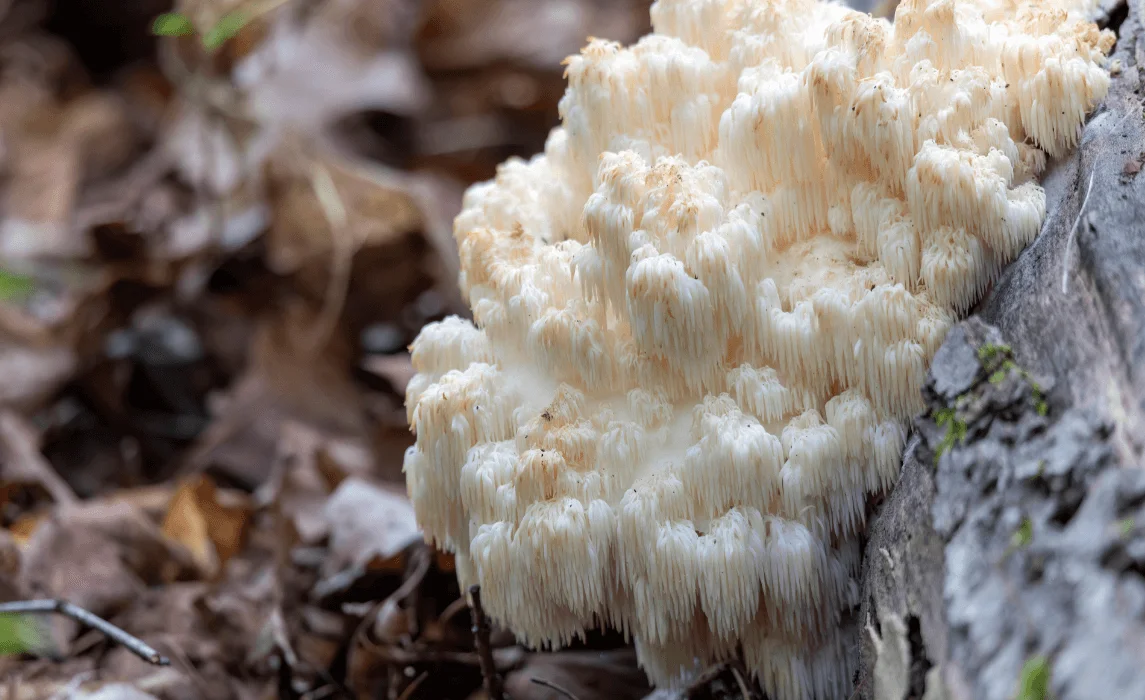 Lion’s Mane (Hericium erinaceus) closeup