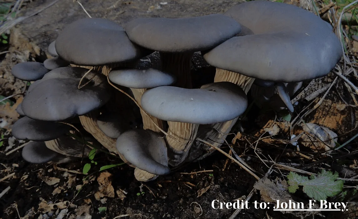 Blue Oyster Mushroom (Pleurotus columbinus) closeup credit to John F. Brey