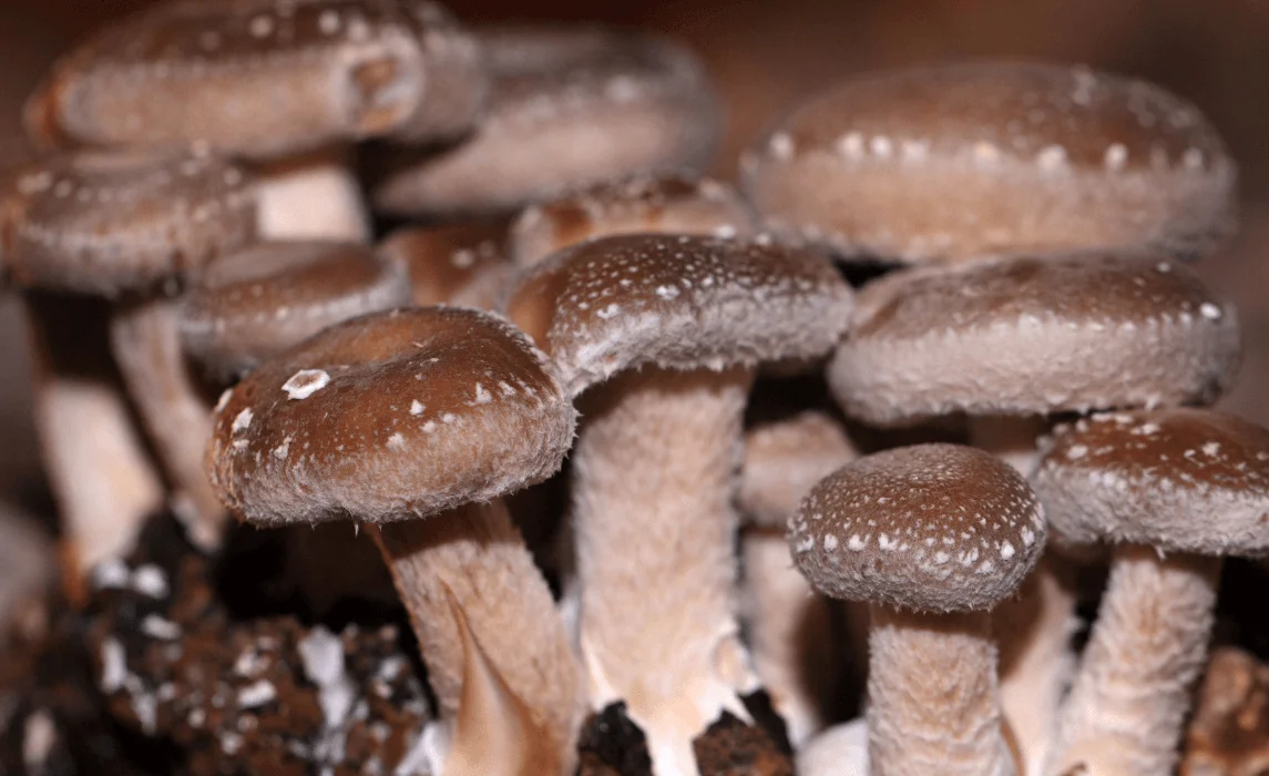Shiitake (Lentinula edodes) mushroom closeup