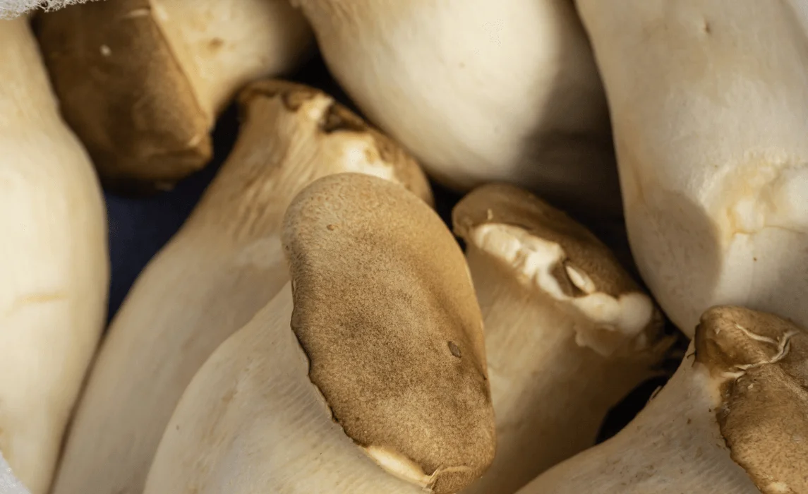 King Trumpet (Pleurotus eryngii) mushroom closeup