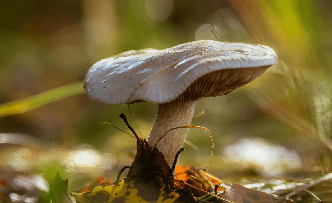 Wine Cap (Stropharia rugosoannulata) mushroom closeup