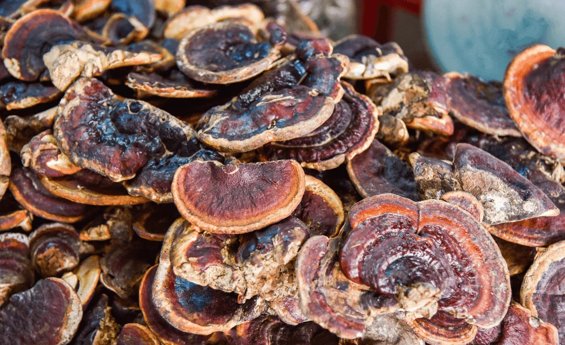 Reishi (Ganoderma lucidum) mushroom closeup
