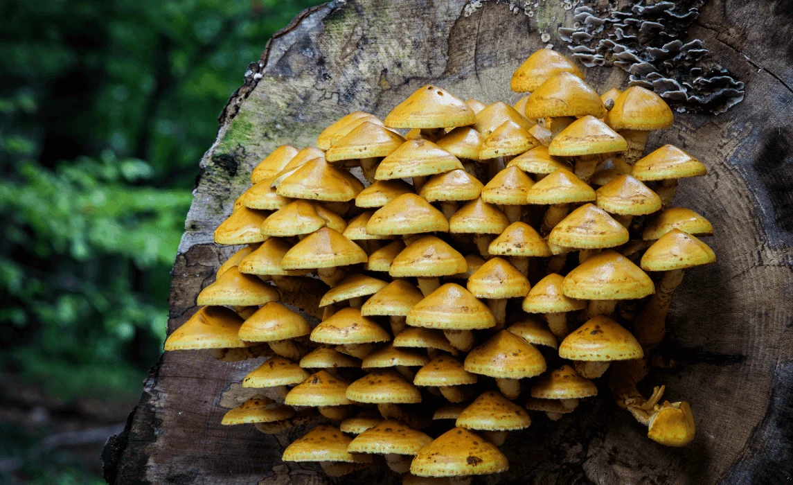 Chestnut Mushroom (Pholiota adiposa) mushroom closeup