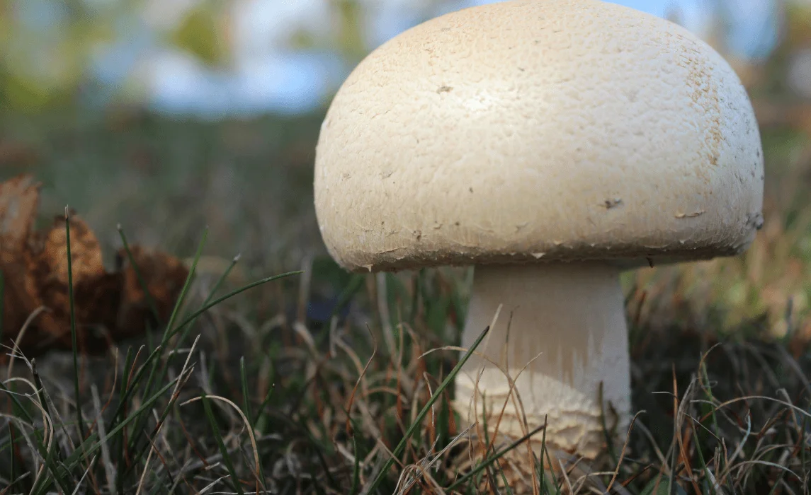 White Button / Cremini (Agaricus bisporus) mushroom closeup