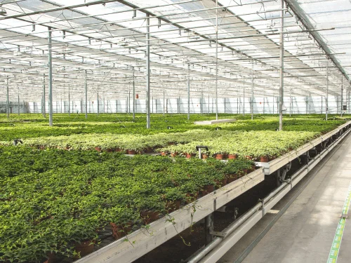 How to Grow a Beginner Garden in Your Greenhouse