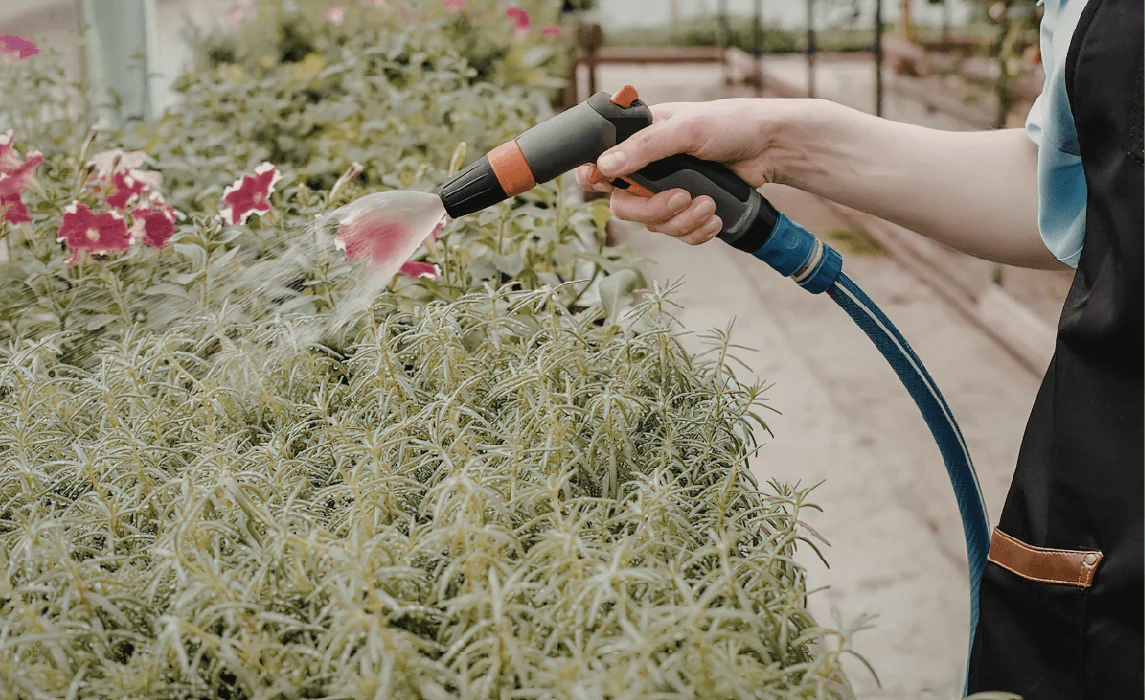 watering plants closeup