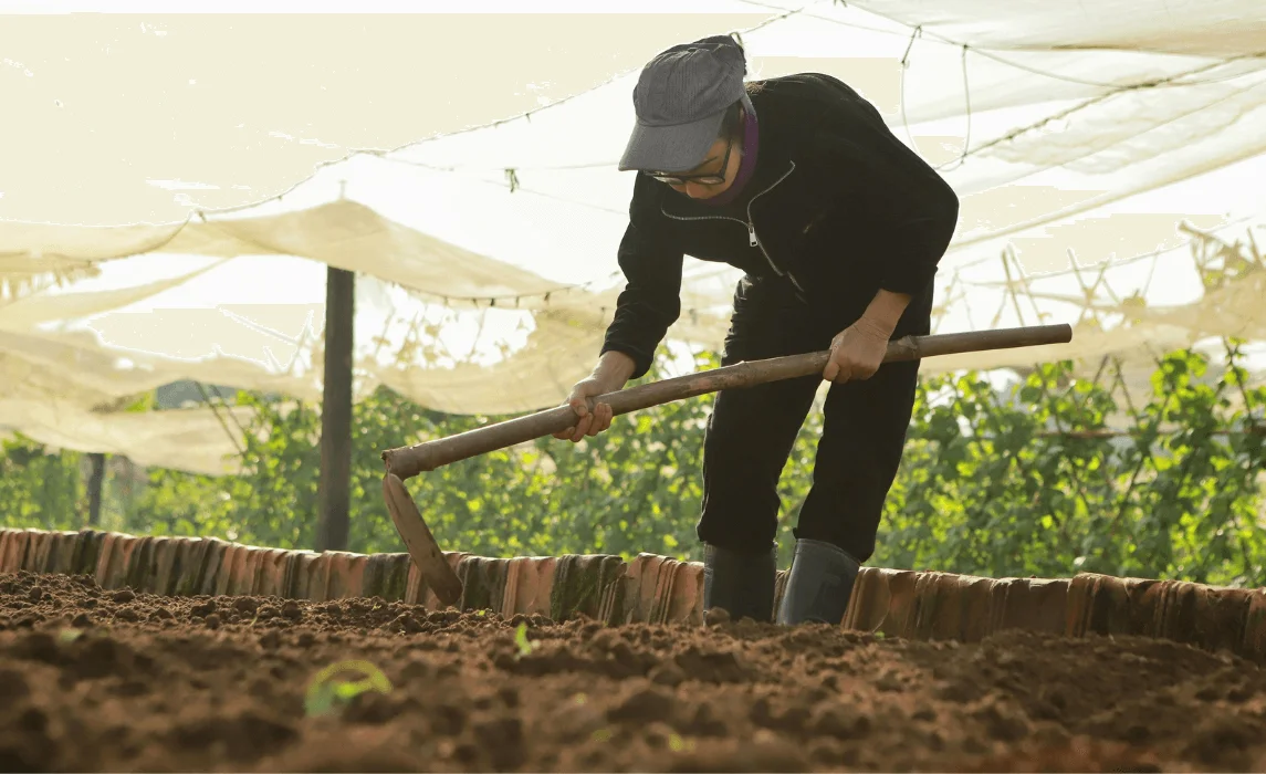 woman hoeing inside a greenhouse