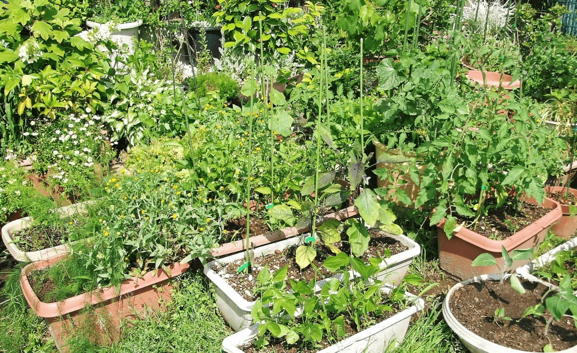 Grow Green Lettuce and Other Salad Greens in a Simple Salad Garden