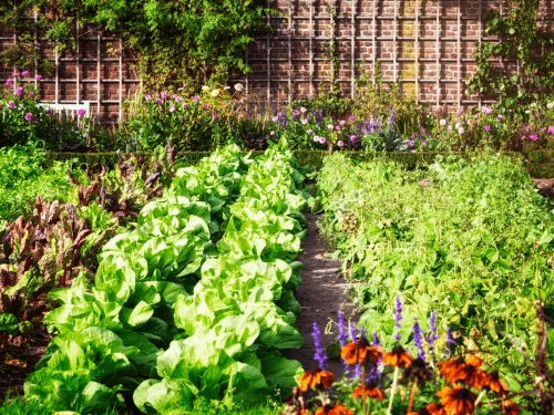 Grow Green Lettuce and Other Salad Greens in a Simple Salad Garden