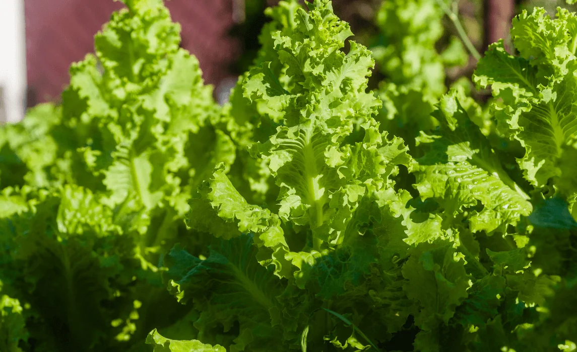 Romaine Lettuce (Cos)