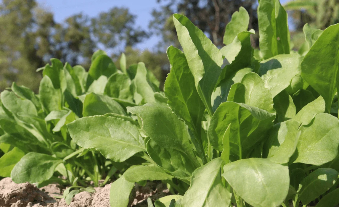 Bloomsdale Long Standing Spinach