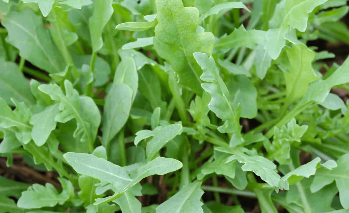 Wild Rocket Arugula