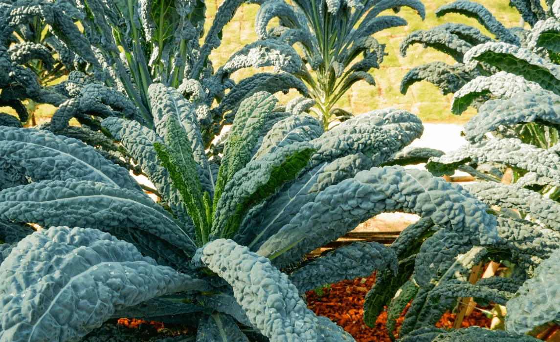 Lacinato Kale (Dinosaur Kale)