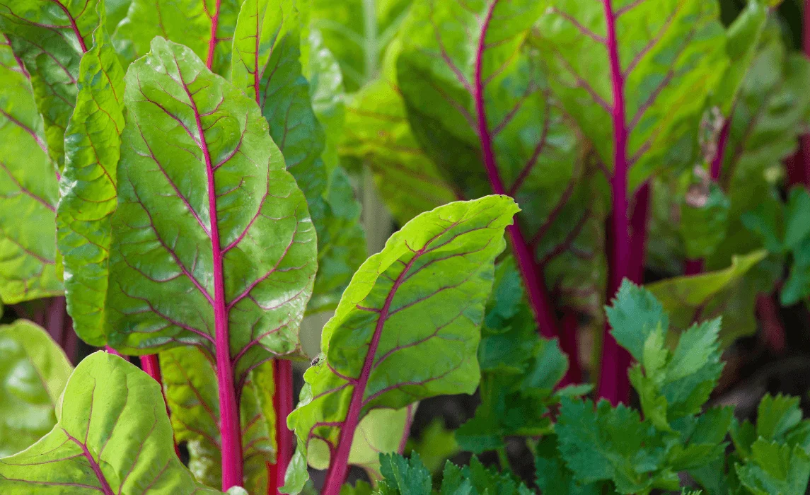 Bright Lights Swiss Chard