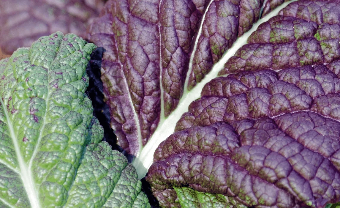 Red Giant Mustard Greens