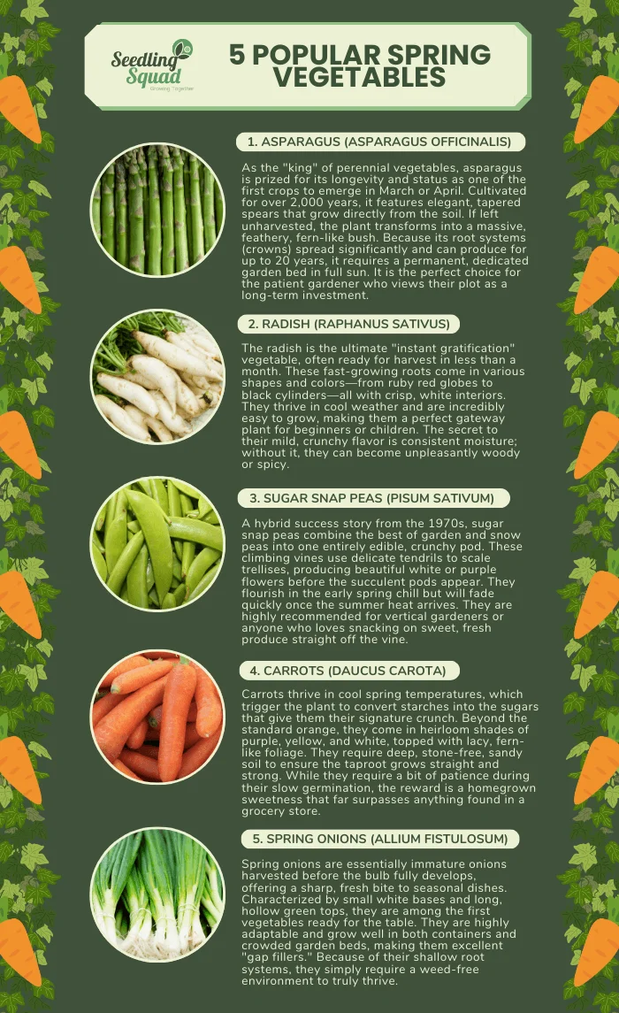 5 popular spring vegetables