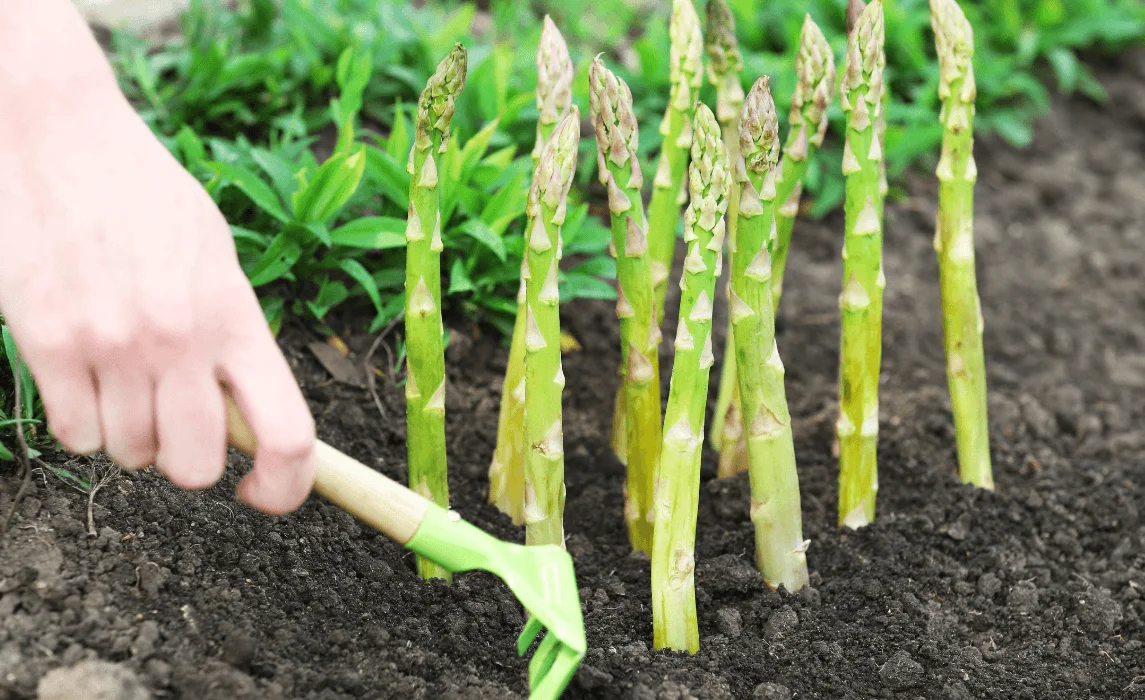 Asparagus (Asparagus officinalis)