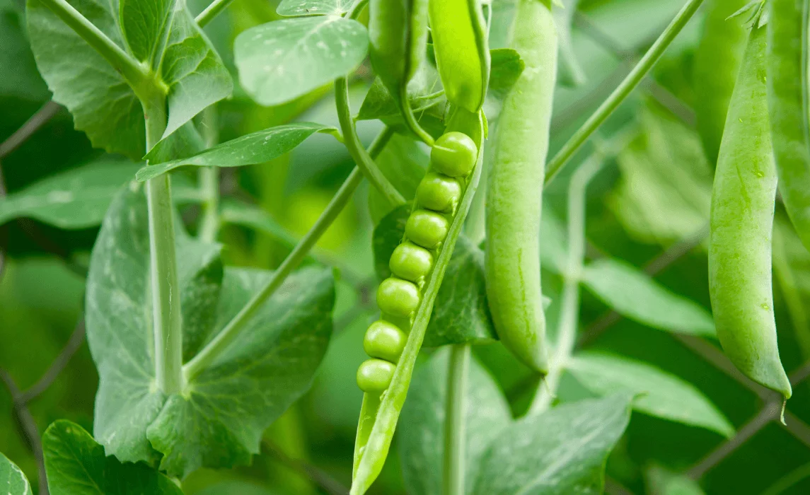 Sugar Snap Peas (Pisum sativum var. macrocarpon)
