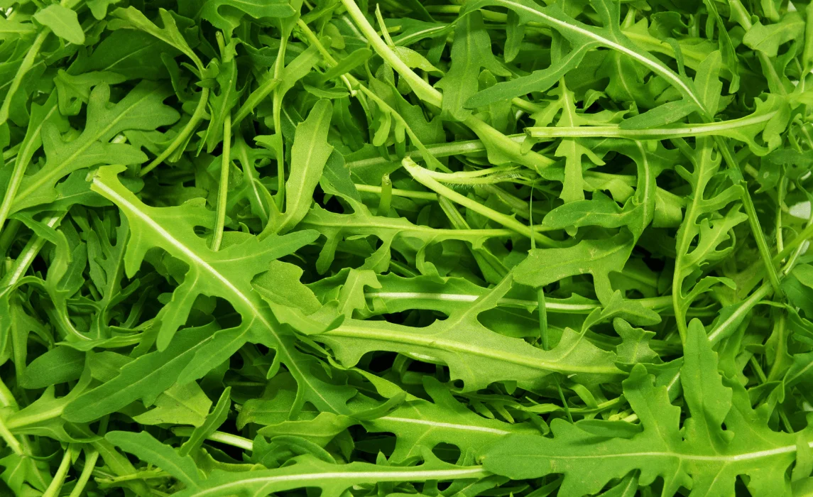 Arugula (Eruca vesicaria)