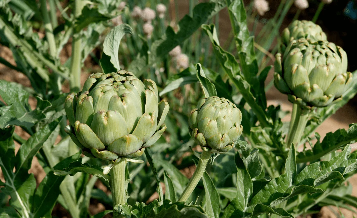 Artichoke (Cynara cardunculus var. scolymus)
