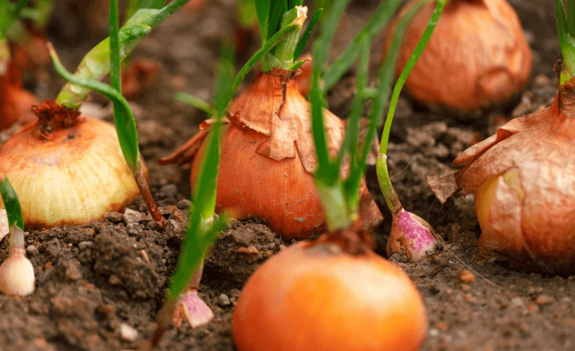 Spring Onions (Allium fistulosum)