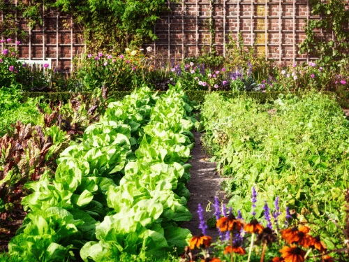 A Guide to the Best Spring Vegetables to Grow