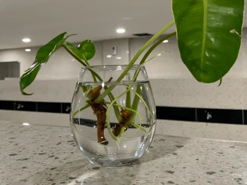 How to Start New Plants from Cuttings with Easy Plant Propagation