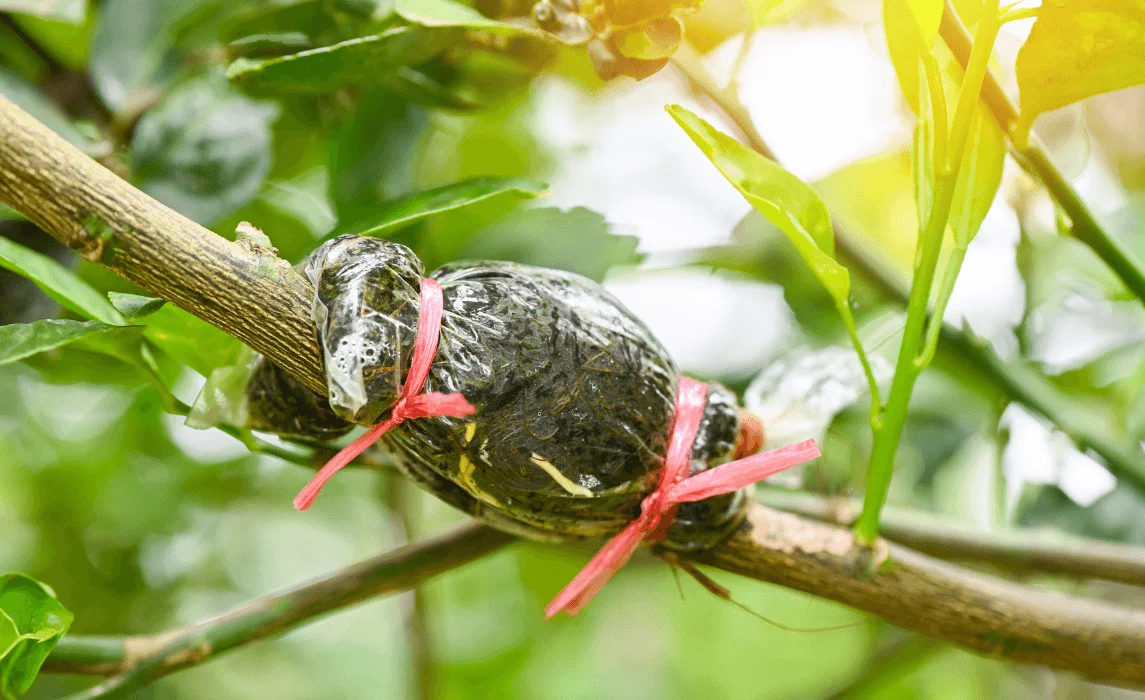 How to Start New Plants from Cuttings with Easy Plant Propagation