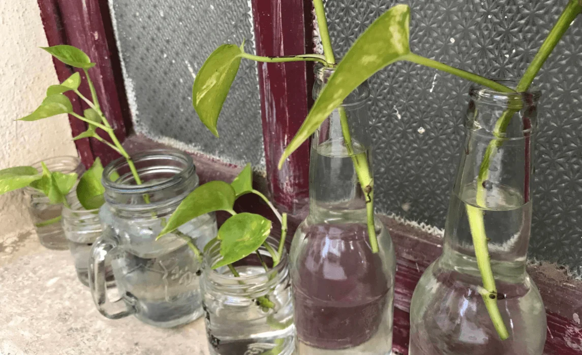 Water Propagation: plants in glass jars