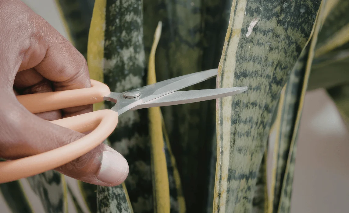 Leaf Cutting and Leaf Propagation of snake plant