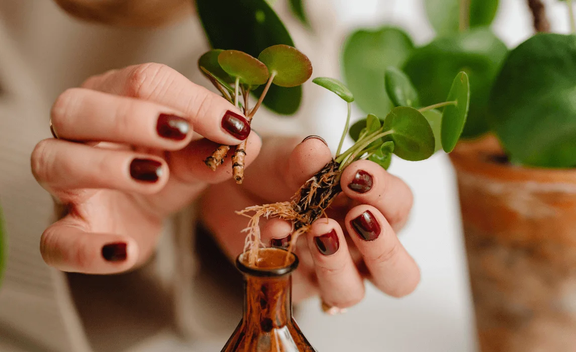 How to Propagate a Mature Plant by Splitting It