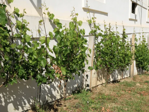 How to Plant and Grow a Fast Perennial Flowering Vine or Annual Vines in Your Shade Garden