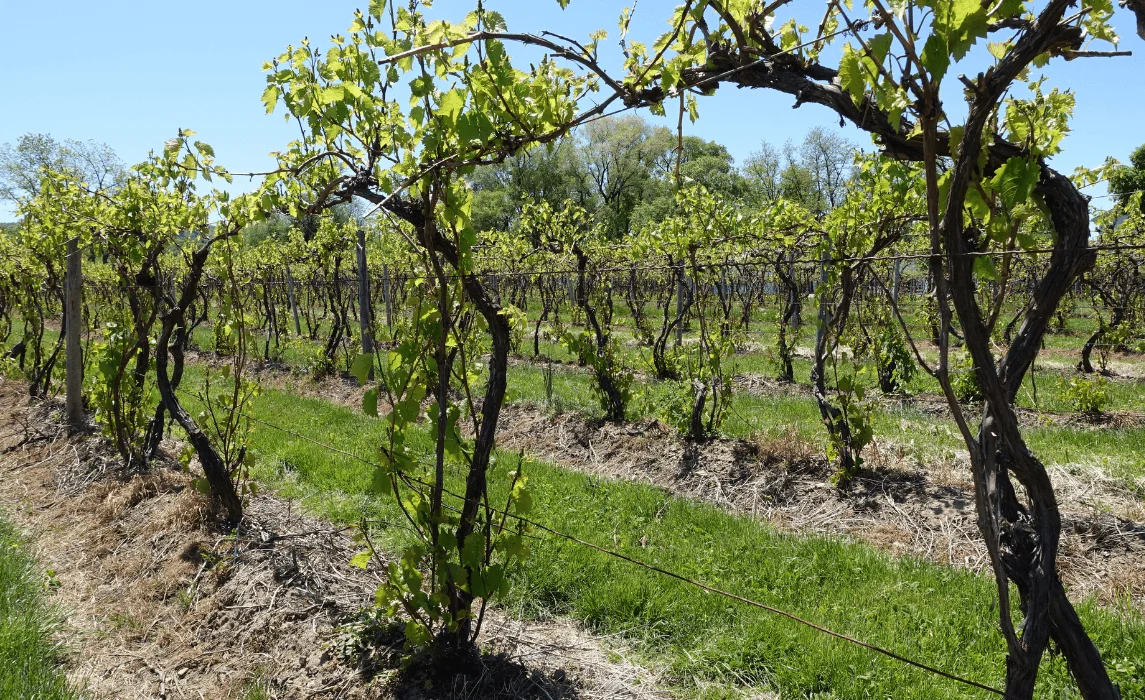 How to Plant and Grow a Fast Perennial Flowering Vine or Annual Vines in Your Shade Garden