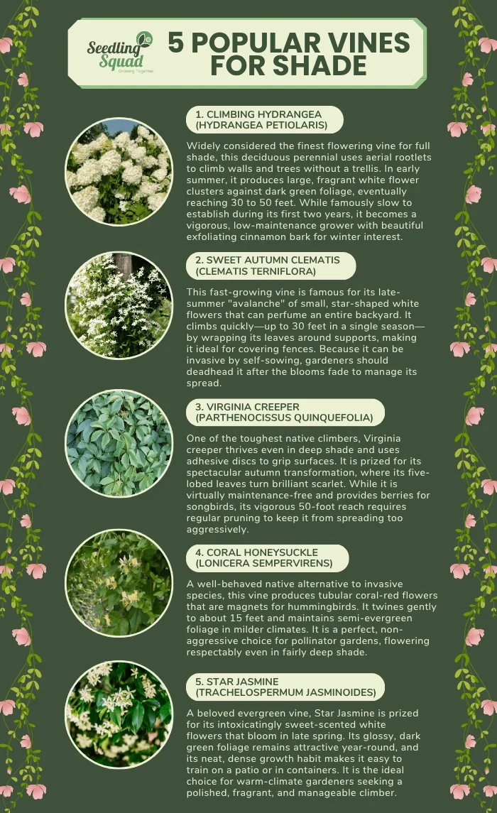 Best Vines for Shade infographic