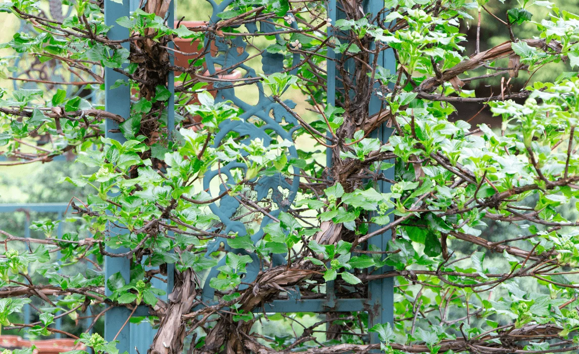Climbing Hydrangea (Hydrangea petiolaris)
