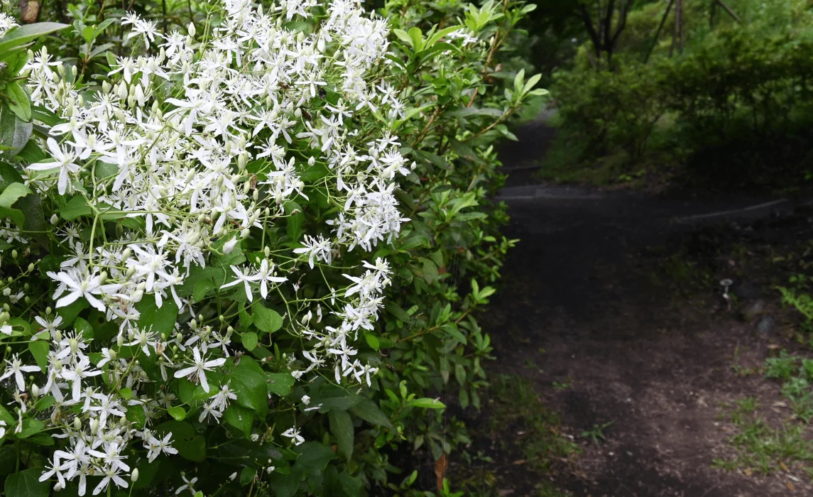 Sweet Autumn Clematis (Clematis terniflora)