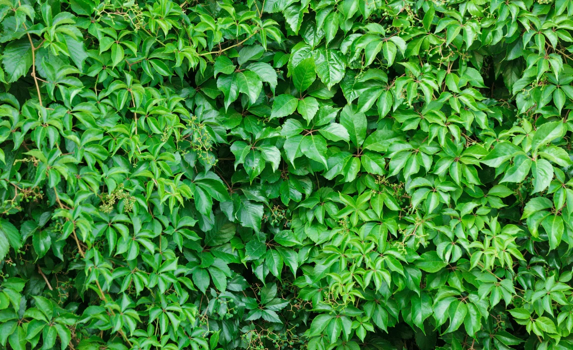 Virginia Creeper (Parthenocissus quinquefolia)