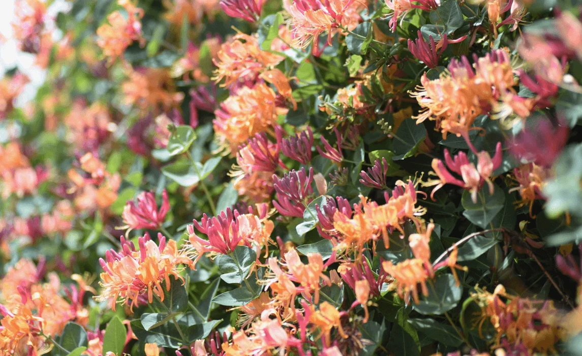 Coral Honeysuckle (Lonicera sempervirens)