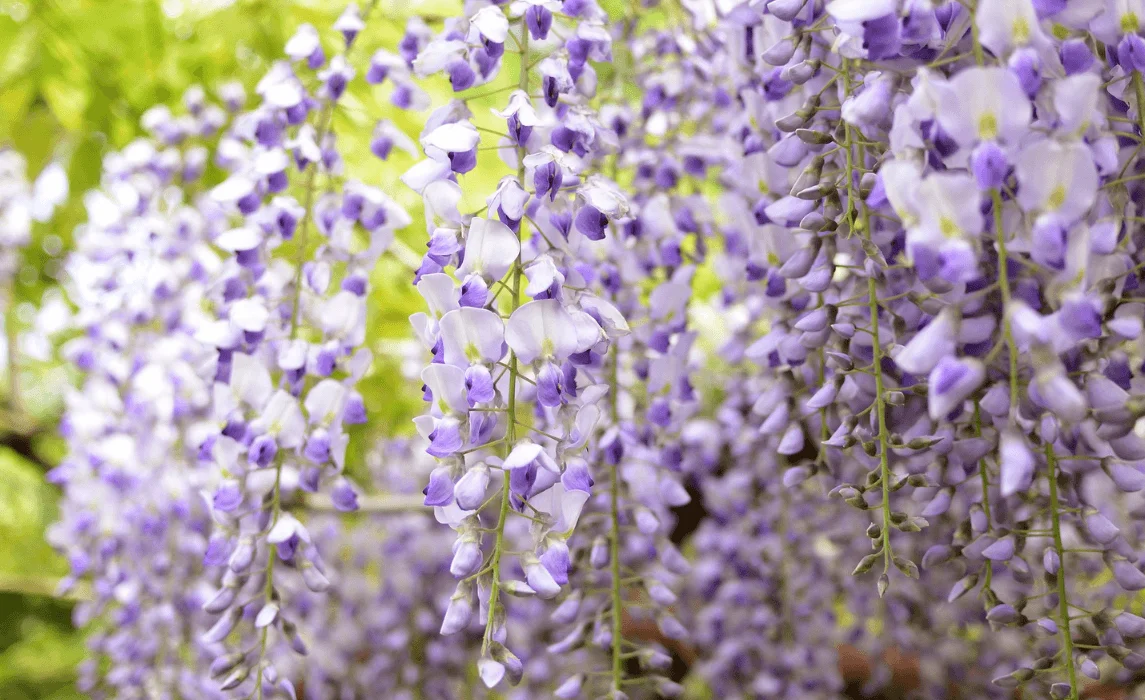 American Wisteria (Wisteria frutescens)