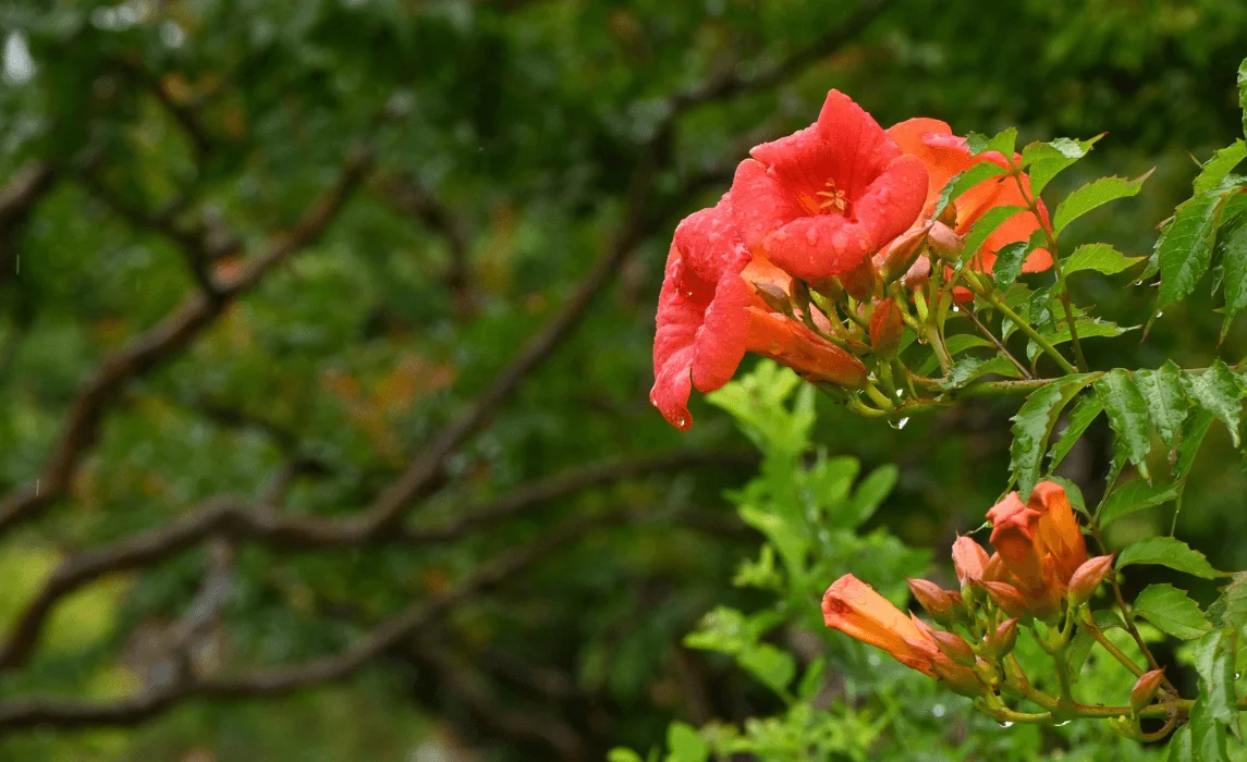 Trumpet Vine (Campsis radicans)