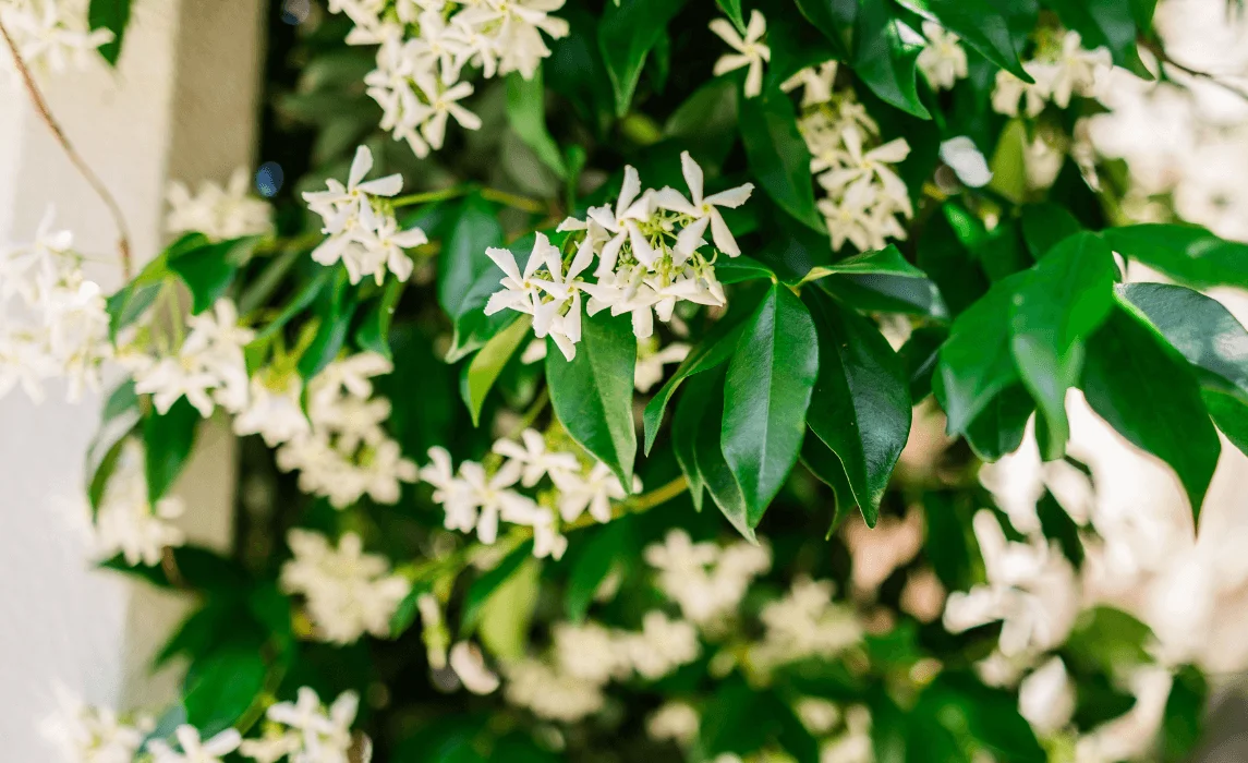 Star Jasmine (Trachelospermum jasminoides)