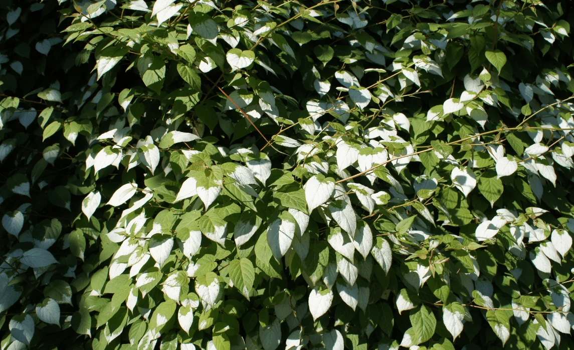 Variegated Kiwi Vine (Actinidia kolomikta)