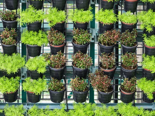 Build a Living Wall and Hanging Garden With These Vertical Garden Ideas