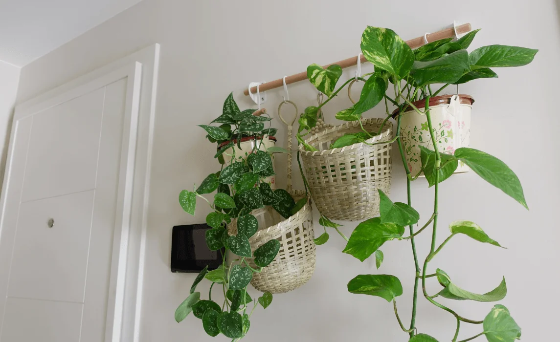 Hanging Baskets with Trailing Plants