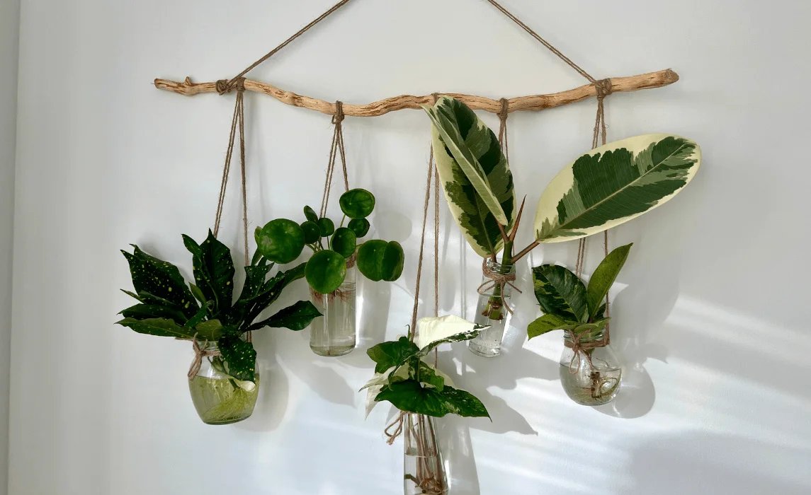 Hanging Terrariums with Air Plants