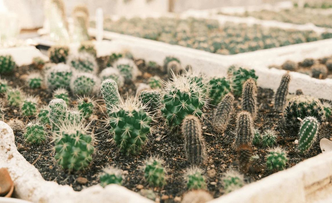 Succulent Wall Trays