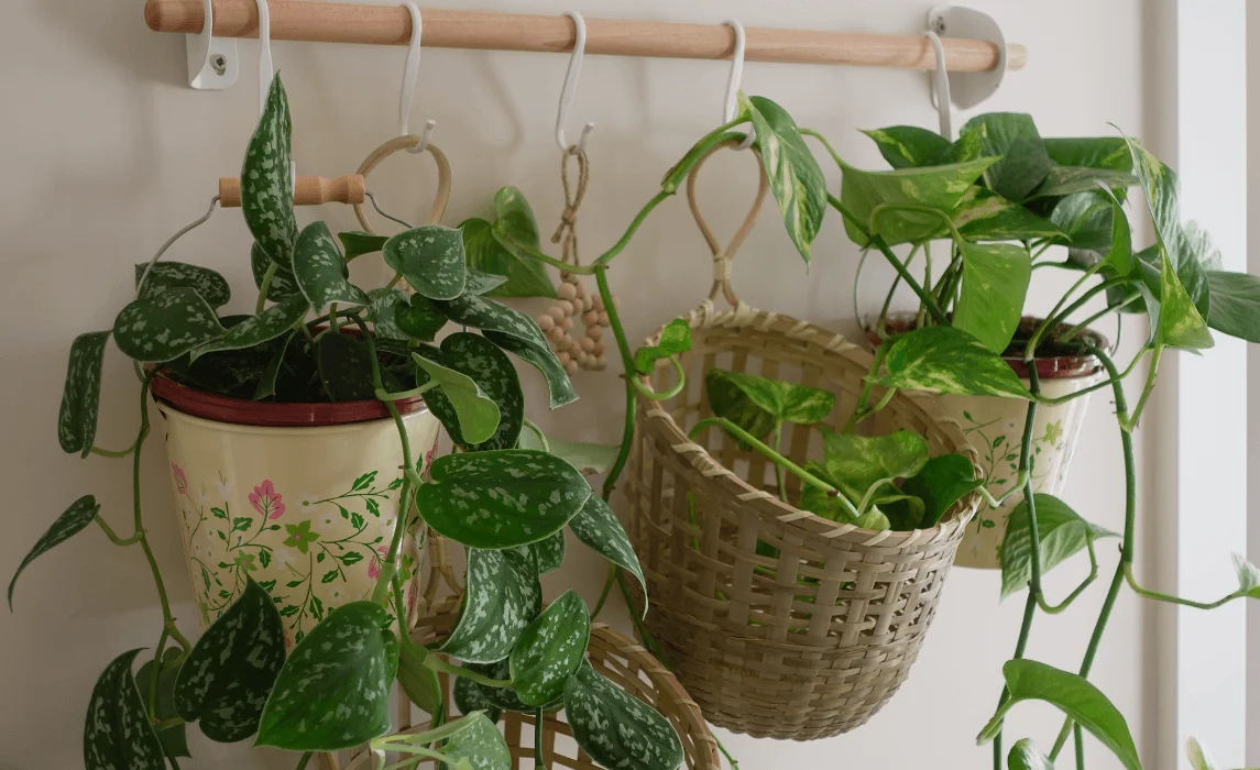 Clothing Rods and Racks as Plant Holders