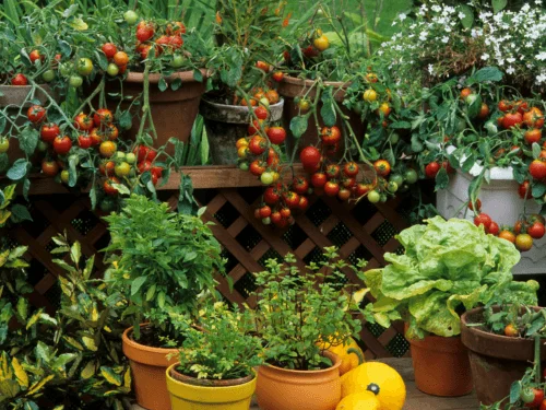 Planting a Beginner Garden with the Best Plants and Vegetables to Grow for Beginners