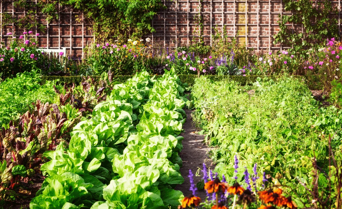 Planting a Beginner Garden with the Best Plants and Vegetables to Grow for Beginners